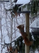Eurasian Red Squirrel (Sciurus vulgaris)