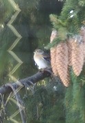 Brambling (Fringilla montifringilla)