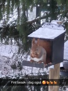 Eurasian Red Squirrel (Sciurus vulgaris)