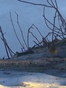 Fuglekonge (Regulus regulus)