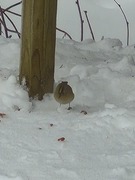 Fuglekonge (Regulus regulus)