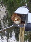 Eurasian Red Squirrel (Sciurus vulgaris)