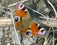 Peacock Butterfly (Aglais io)