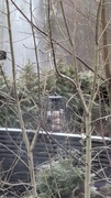 Stjertmeis (Aegithalos caudatus)