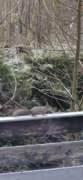 Eurasian Red Squirrel (Sciurus vulgaris)