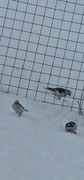 Snow bunting (Plectrophenax nivalis)
