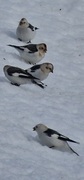 Snow bunting (Plectrophenax nivalis)