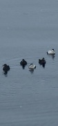 Common Eider (Somateria mollissima)