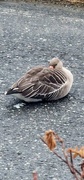 Greylag Goose (Anser anser)