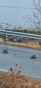 Greylag Goose (Anser anser)