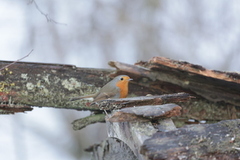 Robin (Erithacus rubecula)