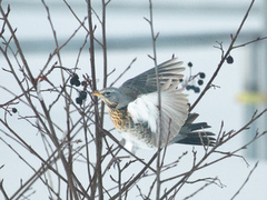 Gråtrost (Turdus pilaris)