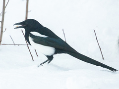Eurasian Magpie (Pica pica)