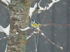 Blue Tit (Cyanistes caeruleus)