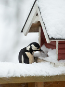 Great Spotted Woodpecker (Dendrocopos major)