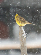 Yellowhammer (Emberiza citrinella)