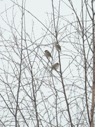 Eurasian Tree Sparrow (Passer montanus)