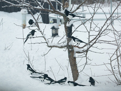 Eurasian Magpie (Pica pica)