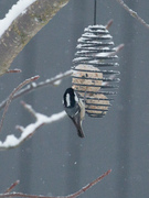Coal Tit (Periparus ater)
