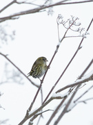 Eurasian Siskin (Spinus spinus)
