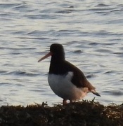 Tjeld (Haematopus ostralegus)