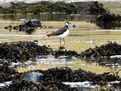 Vipe (Vanellus vanellus)