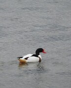 Gravand (Tadorna tadorna)