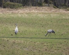 Trane (Grus grus)