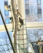 European Goldfinch (Carduelis carduelis)