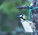 Kjøttmeis (Parus major)