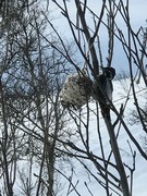 Three-toed Woodpecker (Picoides tridactylus)