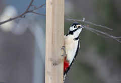 Great Spotted Woodpecker (Dendrocopos major)