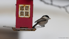 Willow Tit (Poecile montanus)