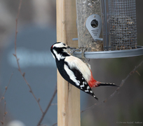 Great Spotted Woodpecker (Dendrocopos major)