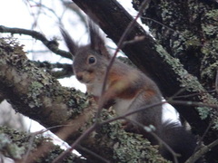 Eurasian Red Squirrel (Sciurus vulgaris)