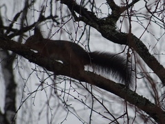 Eurasian Red Squirrel (Sciurus vulgaris)