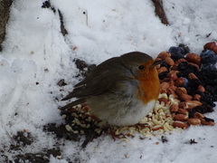 Robin (Erithacus rubecula)