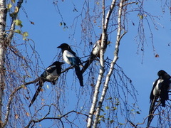 Eurasian Magpie (Pica pica)
