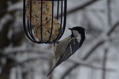 Coal Tit (Periparus ater)