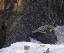 Eurasian Treecreeper (Certhia familiaris)