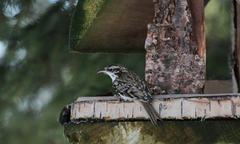 Eurasian Treecreeper (Certhia familiaris)