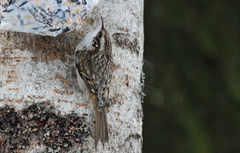 Eurasian Treecreeper (Certhia familiaris)