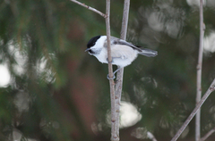 Willow Tit (Poecile montanus)