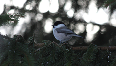 Willow Tit (Poecile montanus)