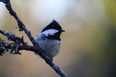 Coal Tit (Periparus ater)