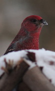 Pine Grosbeak (Pinicola enucleator)