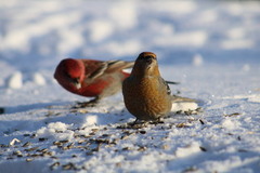 Pine Grosbeak (Pinicola enucleator)