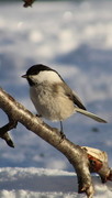 Willow Tit (Poecile montanus)