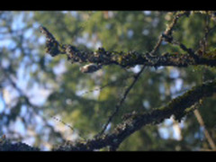 Eurasian Treecreeper (Certhia familiaris)