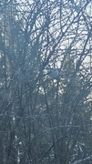 Stjertmeis (Aegithalos caudatus)
